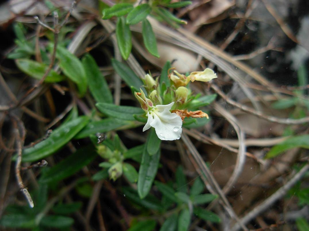 Teucrium montanum